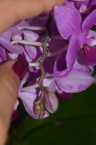 orhidee_roua_pe_tija_florala_foto
