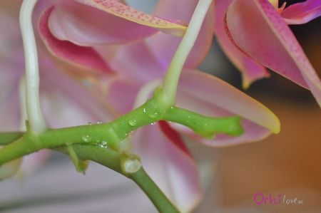 orhidee-phalaenopsis-picaturi-transarente-lipicioase-foto