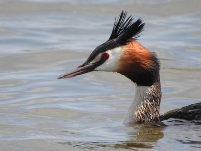 Corcodel mare (Podiceps cristatus)