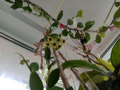 Hoya cumingiana