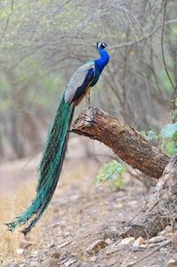 Păun indian blue