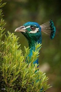 Păun indian blue