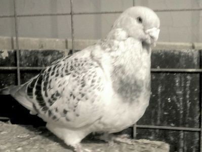 110476124_BOSKXBB3