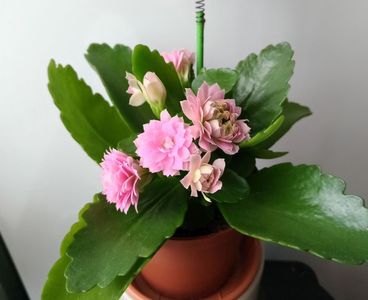 Kalanchoe blossfeldiana