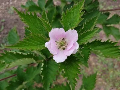 floare de mur