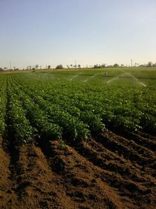 Photo0547; plantati 15 martie
