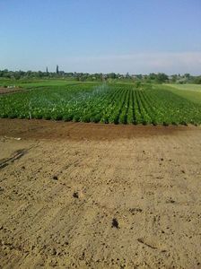 Photo0549; plantati 14 aprilie
