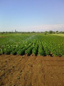 Photo0550