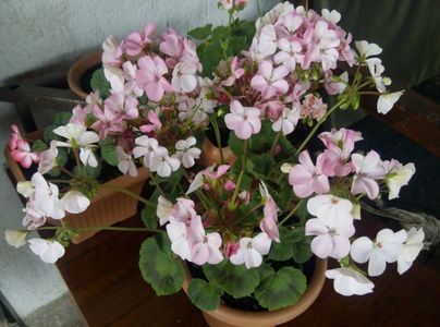 2018-11 mai