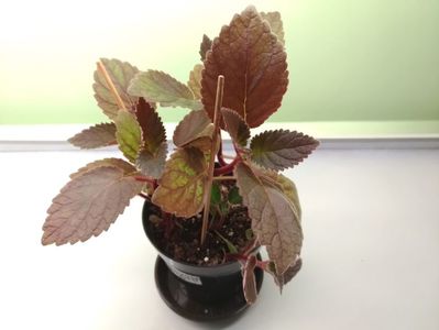 Smithicodonia Heartland's Joy