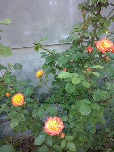 CAM00833