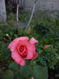 CAM00836