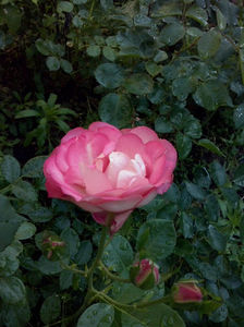 CAM00845