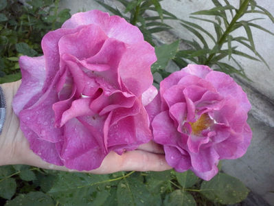 CAM00850