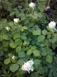 CAM00852