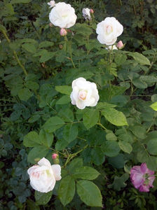 CAM00863