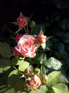 CAM00875
