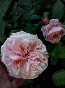 CAM00883
