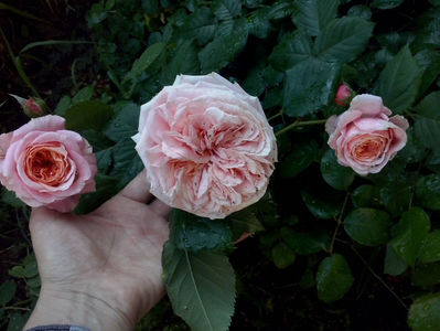 CAM00886
