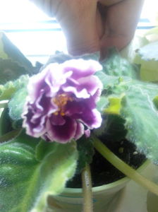 Gestroginia