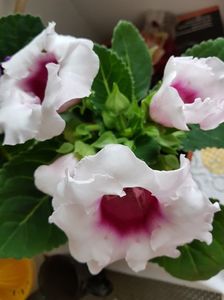 ; Gloxinia mai
