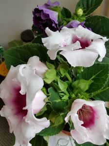 ; Gloxinia mai 9
