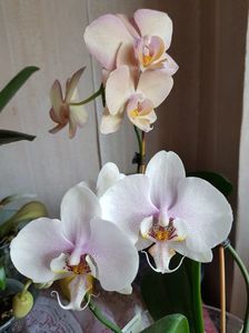 05.10; Orhidee
