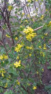 ribes aureum