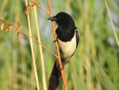 Coțofana (Pica pica)