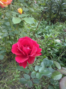CAM00900