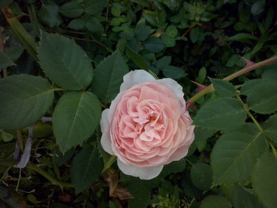 CAM00901