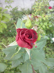 CAM00912