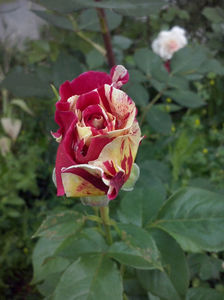CAM00916