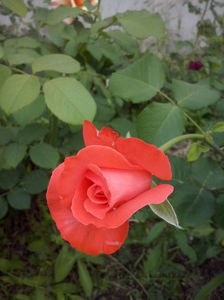 CAM00928