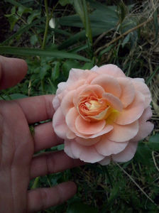 CAM00935