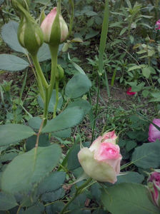 CAM00937