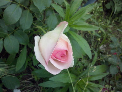 CAM00942