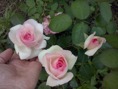 CAM00944