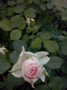 CAM00951