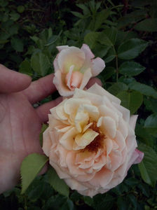 CAM00952
