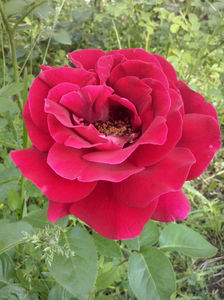 CAM00960