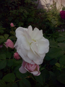CAM00964