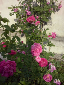 CAM00966