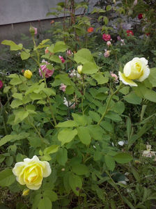 CAM00967