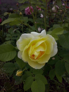 CAM00968