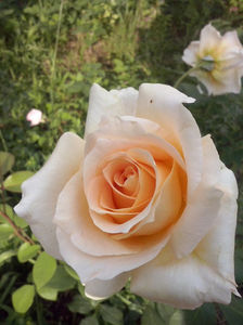 CAM00970