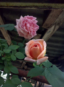 CAM00974