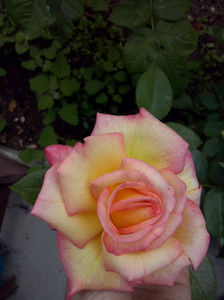 CAM00978