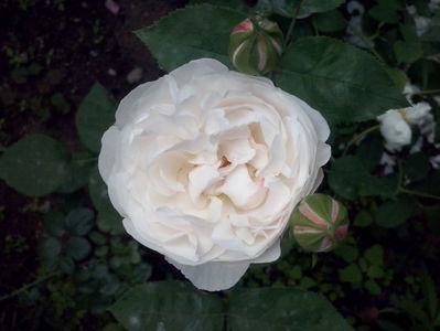 CAM00979