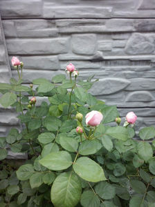 CAM00980